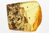 Detailed Fossil Winged Termite (Isoptera) In Baltic Amber #372629-1